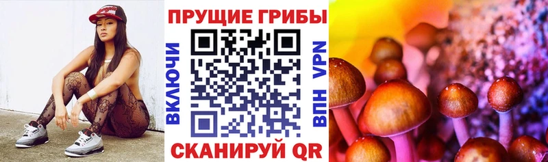 Псилоцибиновые грибы Psilocybe  Весьегонск 